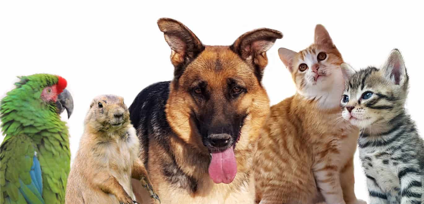 PetSmart Return Policy 2022 (Pets, No Receipt, Chewy + More)