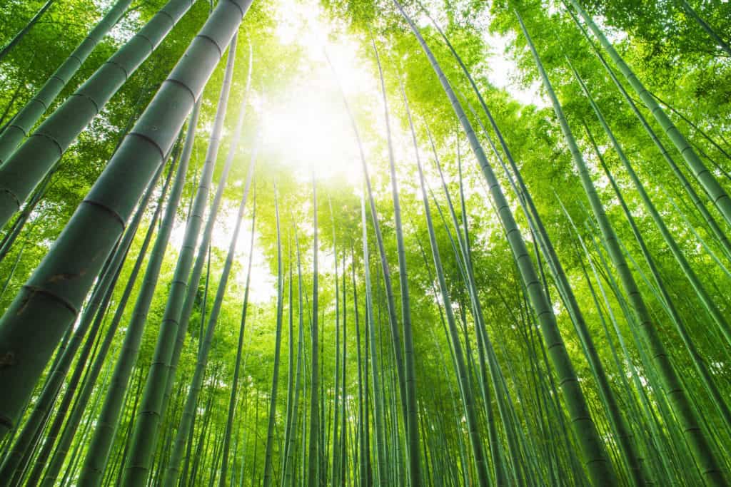 bamboo_packnwood2