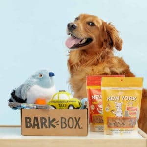 barkbox dog
