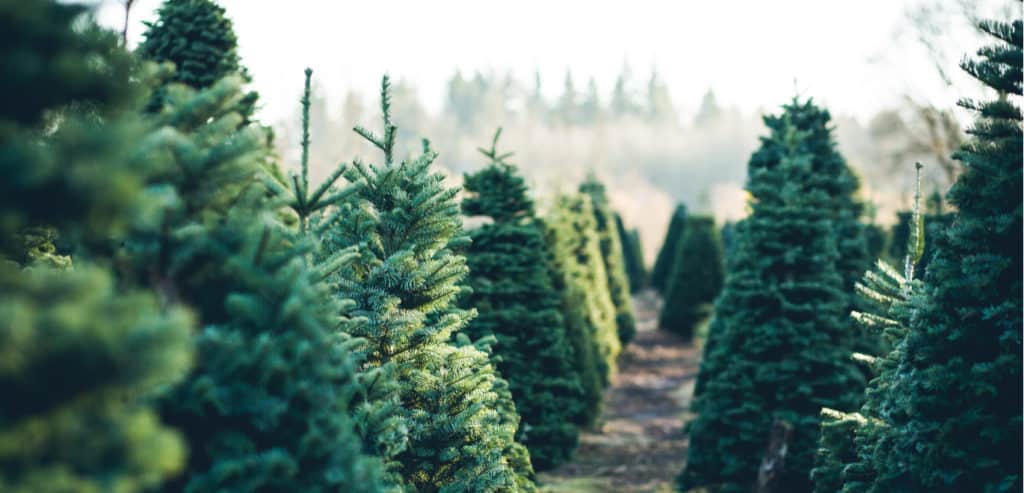 Amazon adds real Christmas trees to Prime for holiday season