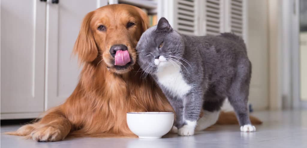 Cat snuggling a dog in front of a bowl
