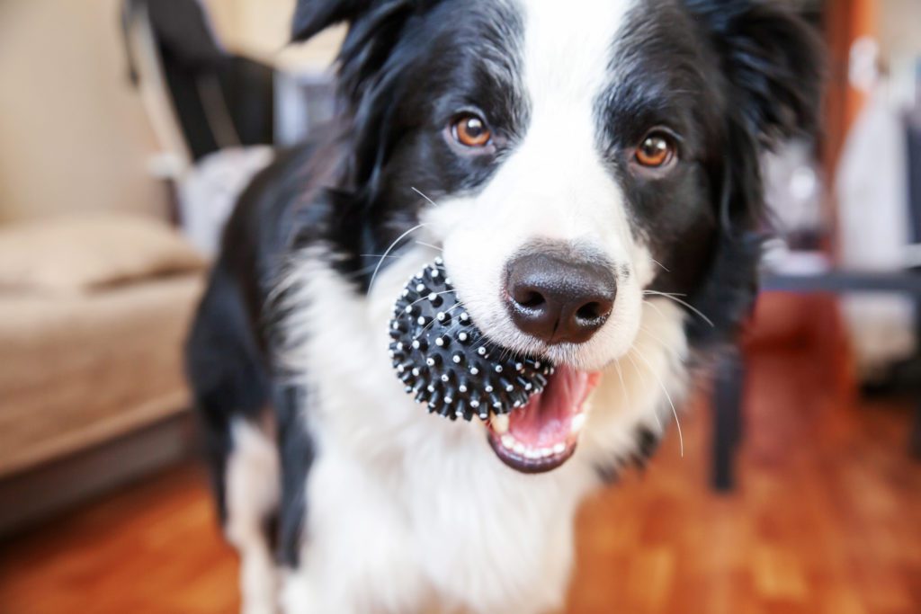 Cute dog holding a toy ball from an online pet care brand