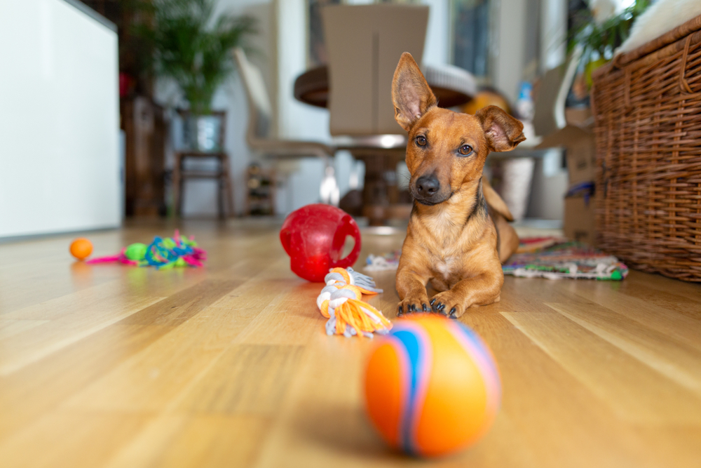 ecommerce earnings Bark