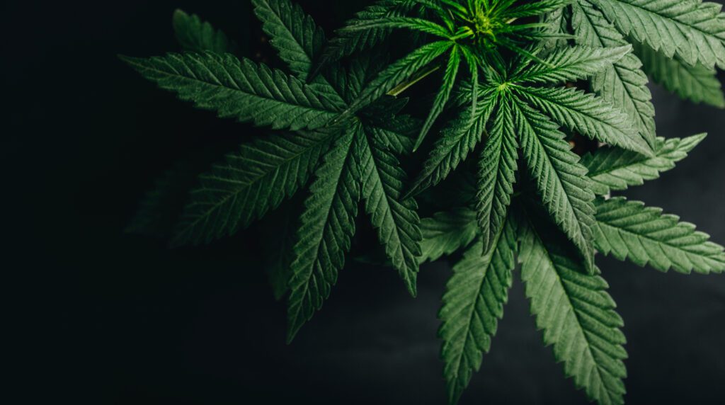 LeafLink unveils major platform update to boost cannabis payments and operations